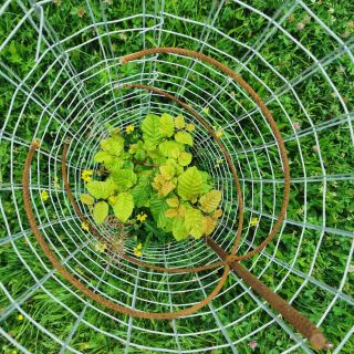 A safe space for peaceful growth 🌱. In a few years, the tree guard will be moved to another tree, and this tree will...